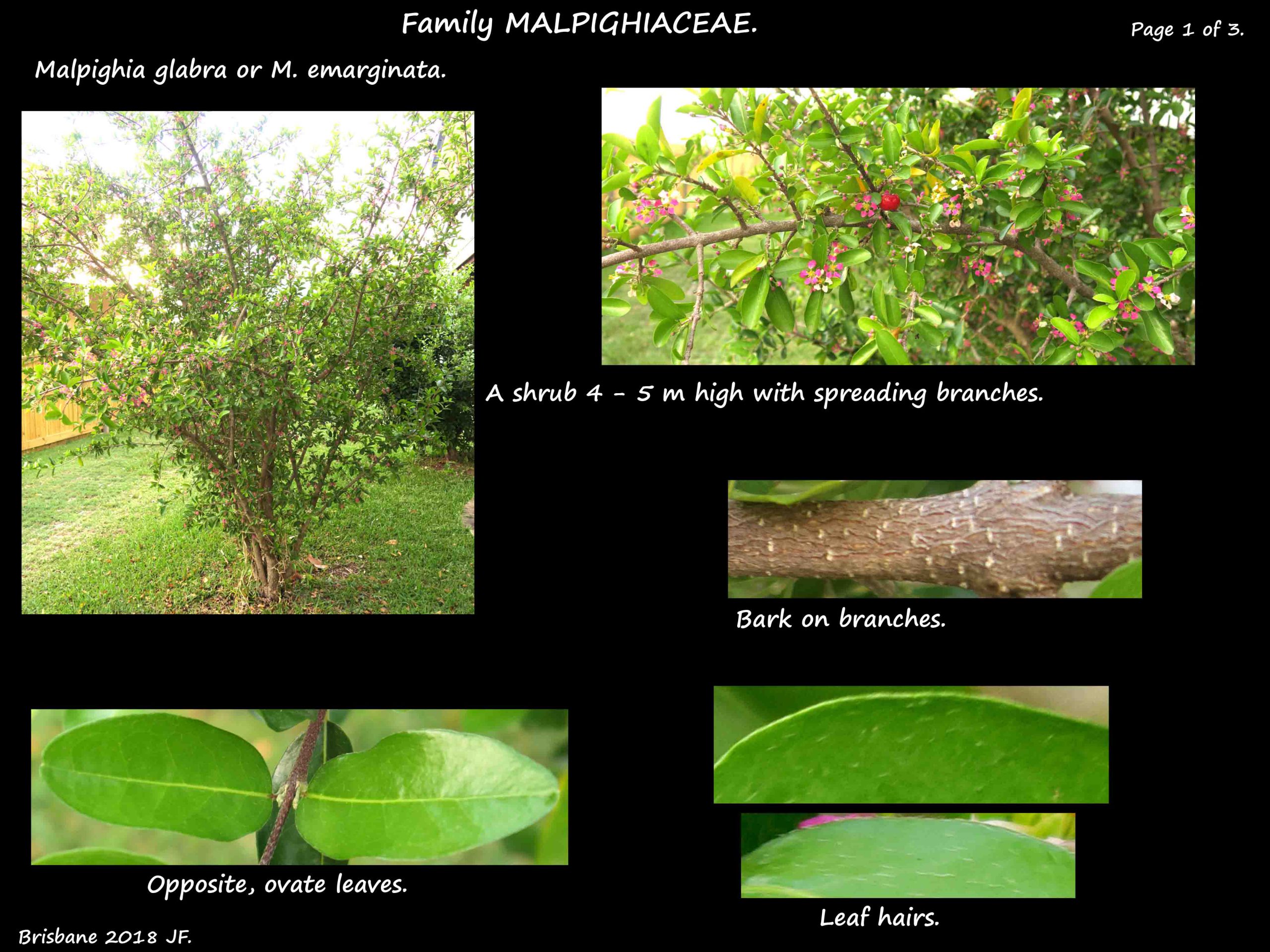 1 Malpighia shrub & leaves